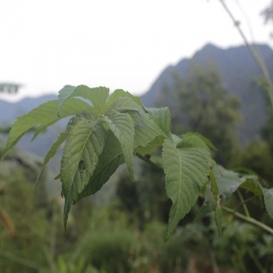 广西甜茶的功效你知道多少？